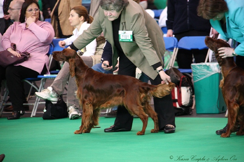 Crufts2011 074.jpg